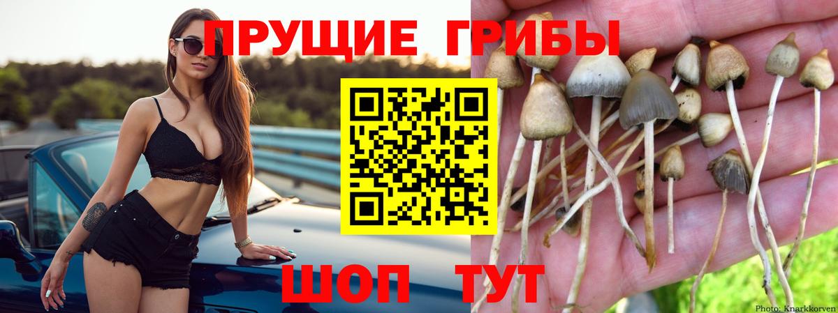 Псилоцибиновые грибы Cubensis Камень-на-Оби